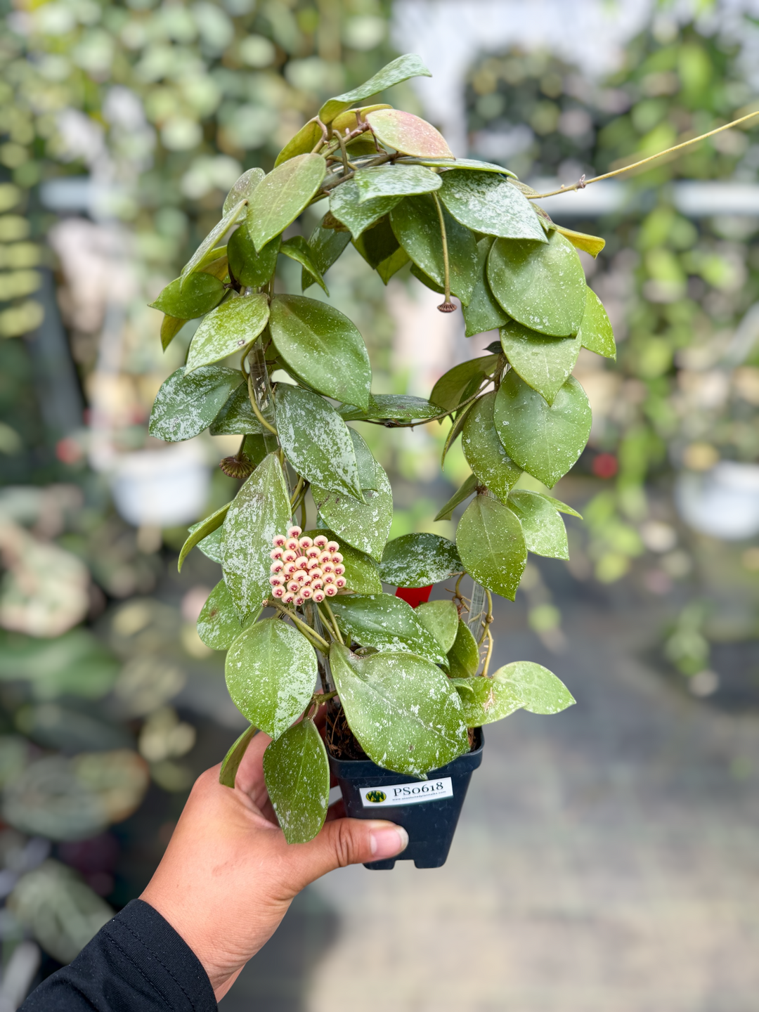PS0618 - Hoya walliniana (splash)