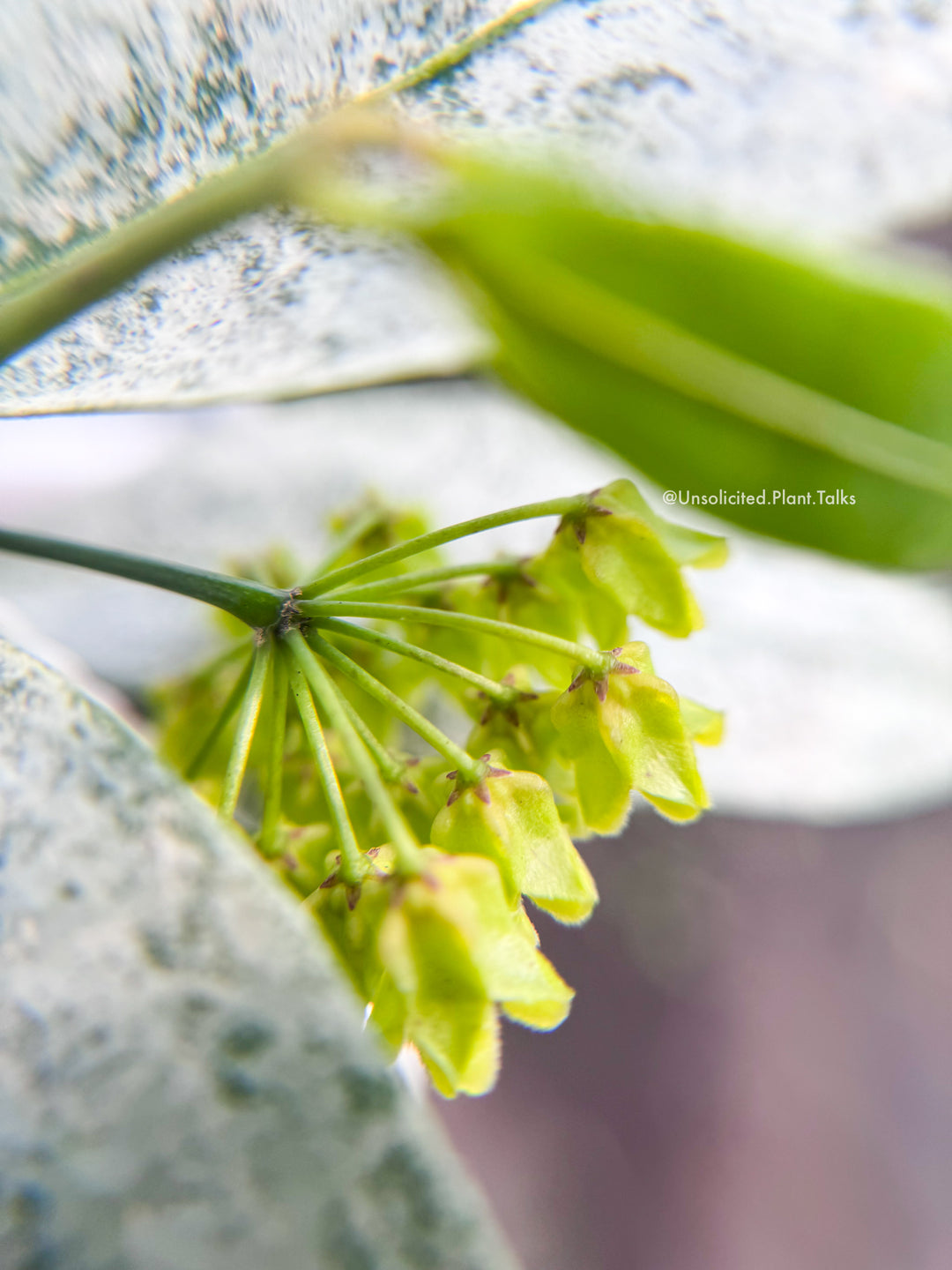 Hoya amicabillis (silver)