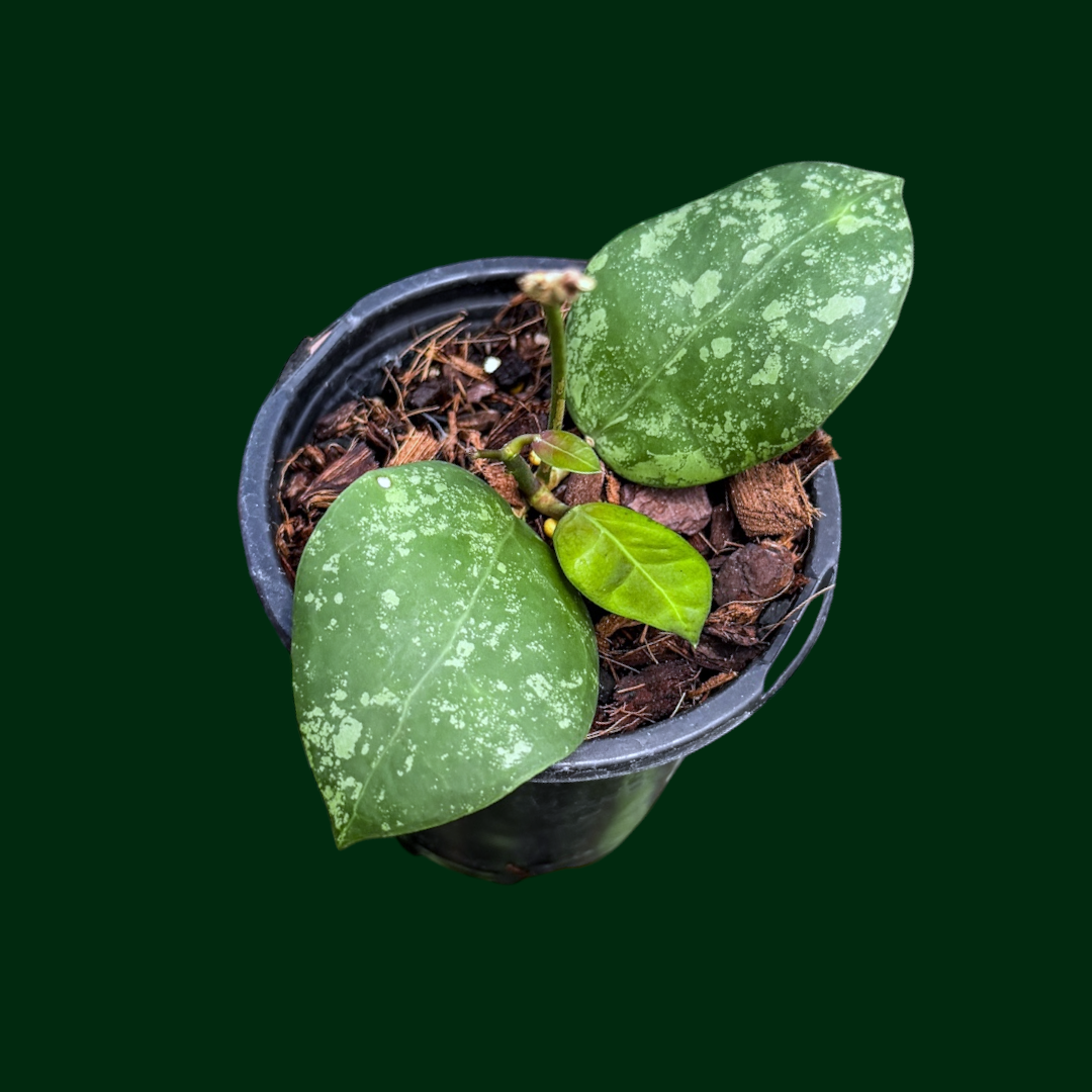 Hoya vitellina (Tanggamus)