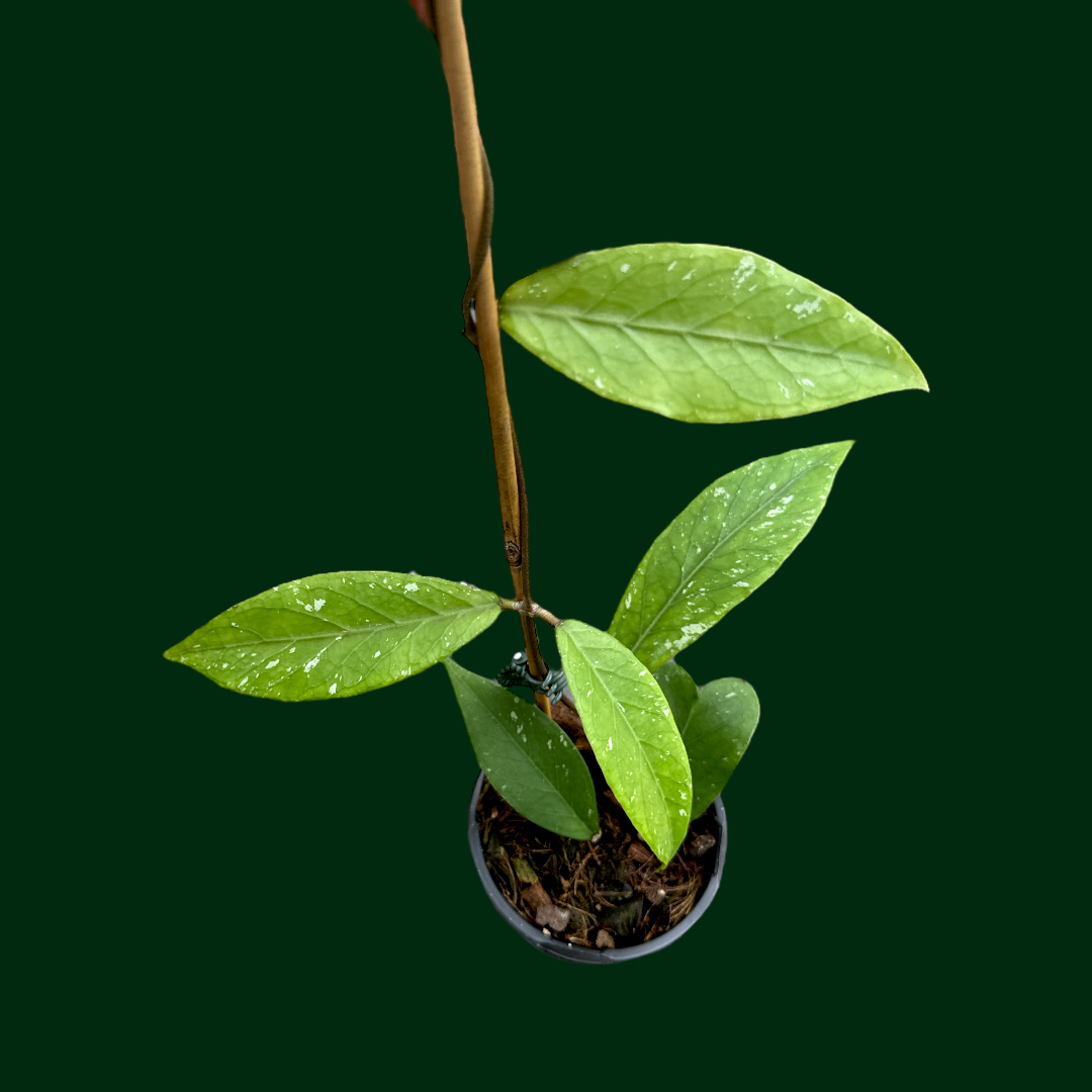 Hoya sp. (Gumpang AA02)