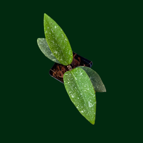 Hoya sp. Vietnam (splash) – Unsolicited Plant Talks