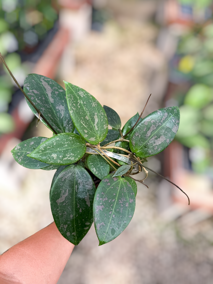 PS0848 - Hoya ‘Pink Curl’ (DMW-001-Q)