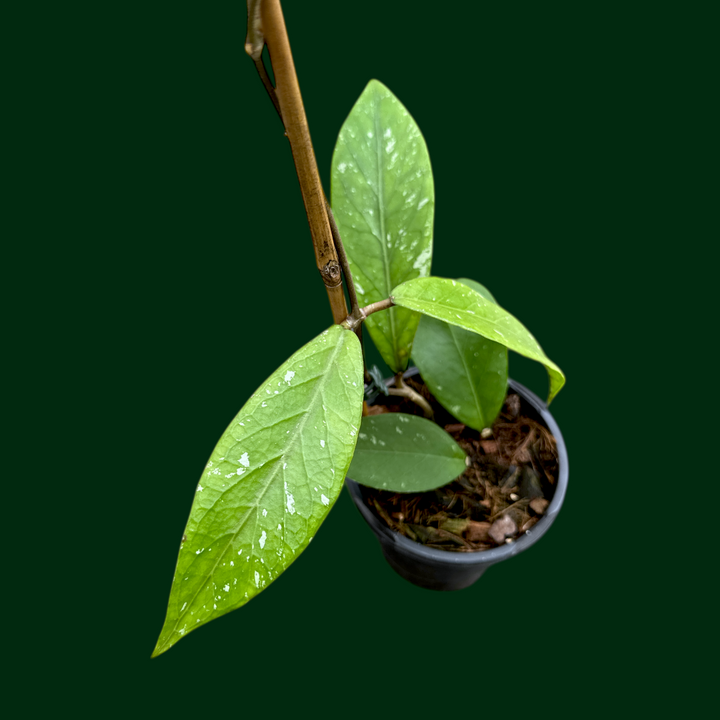 Hoya sp. (Gumpang AA02)