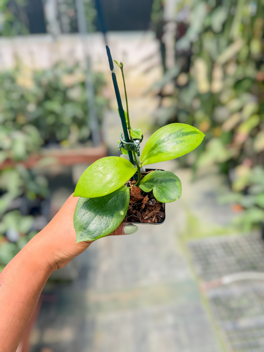 PS0700 - Hoya anulata ‘Verdora’