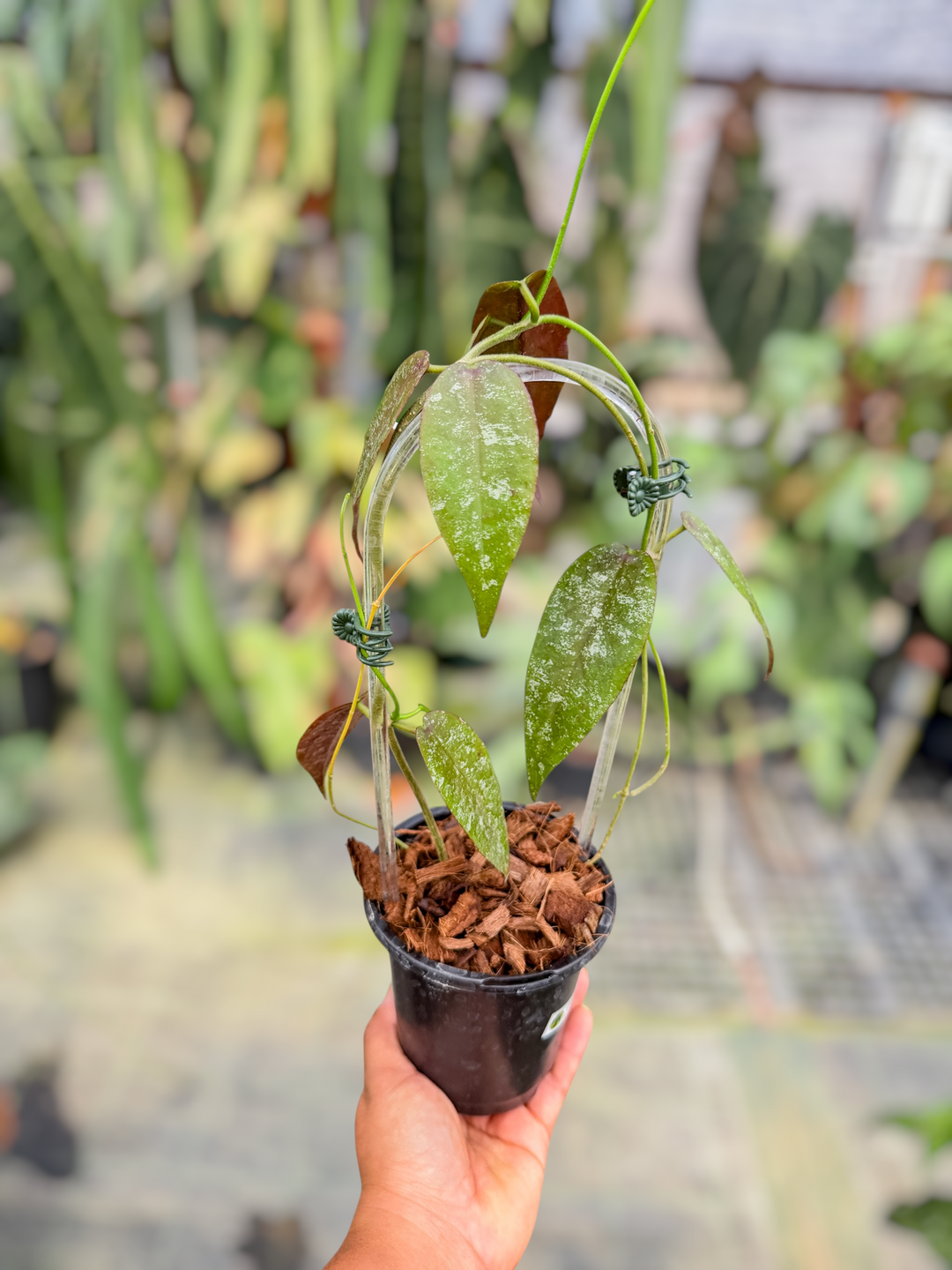 PS0727 - Hoya sangguensis