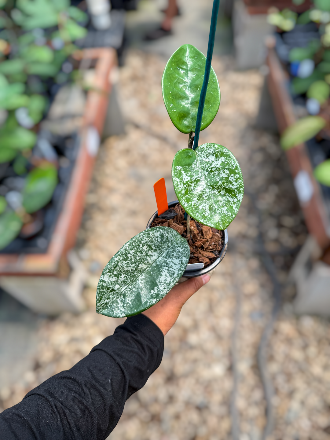 PS0594 - Hoya fungii (seedling, splash)