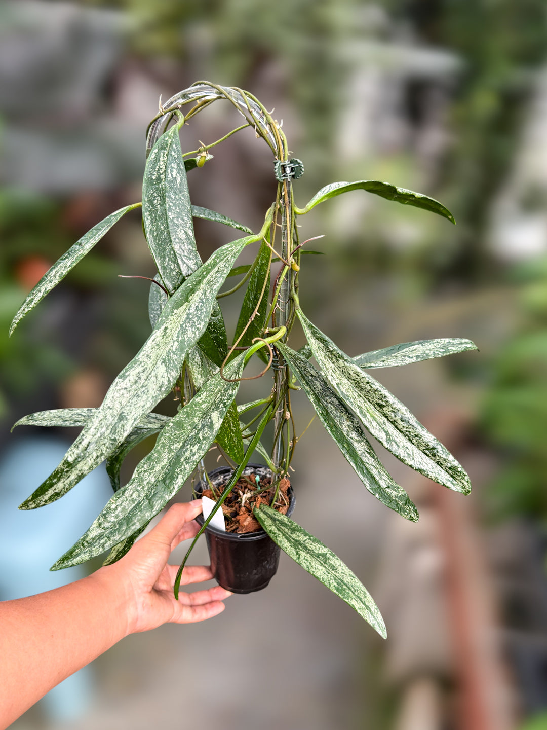 DEAL! PS0164 - Hoya sulawesiana (silver)