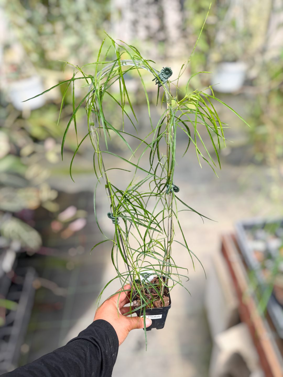 PS0616 - Hoya stenophylla