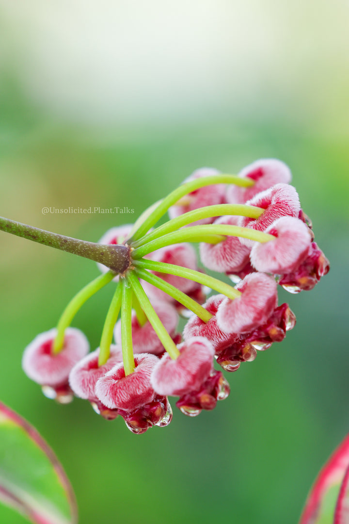 Hoya wayetii &