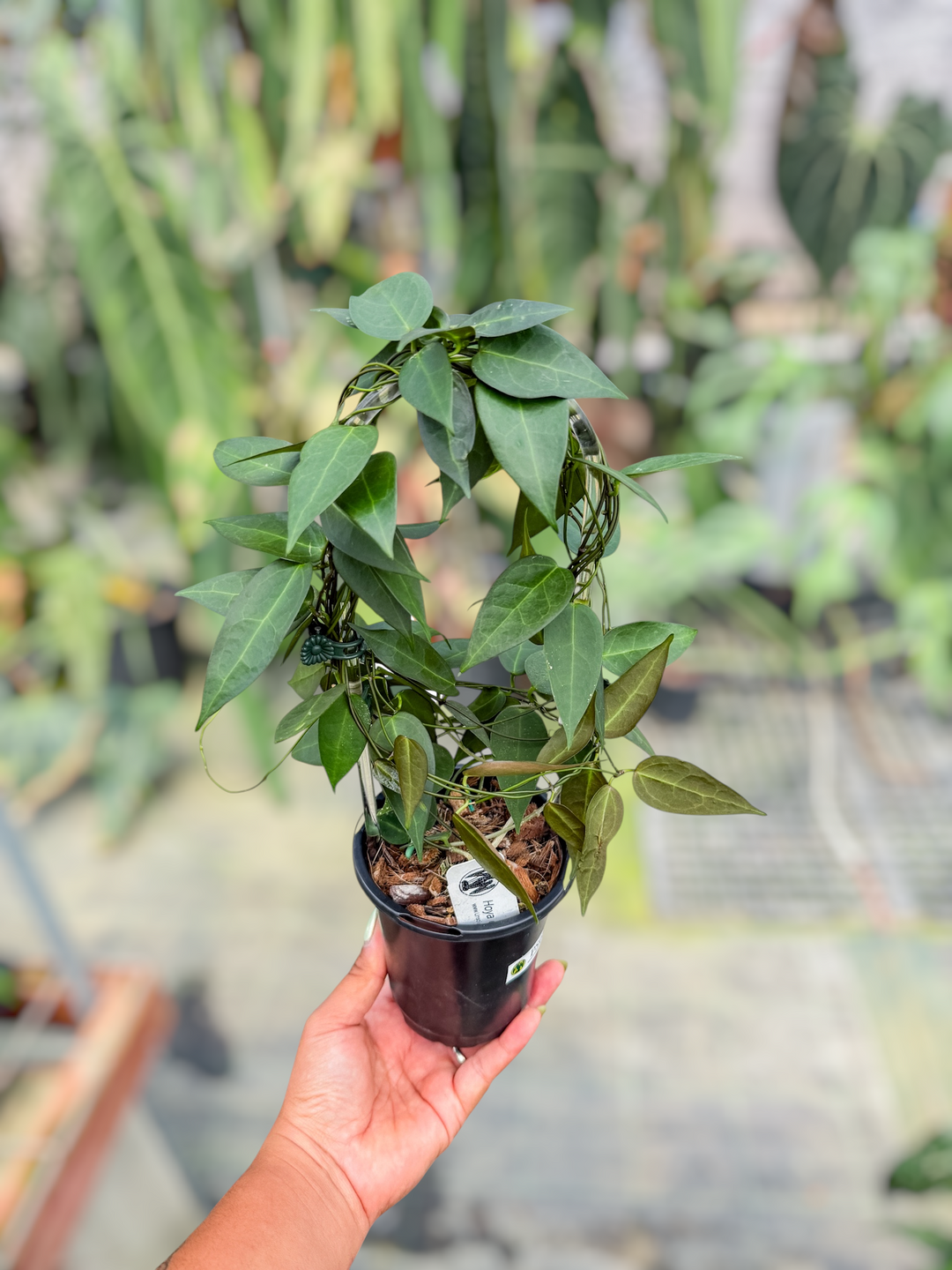 PS0719 - Hoya carrii (NS13-064)