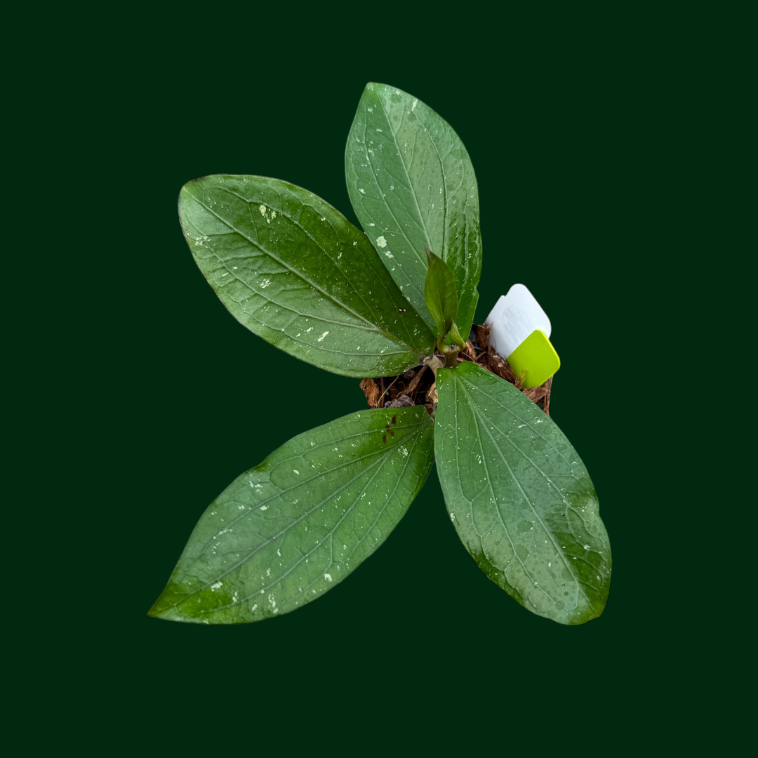 Hoya LP013 (erythrina x waymaniae)