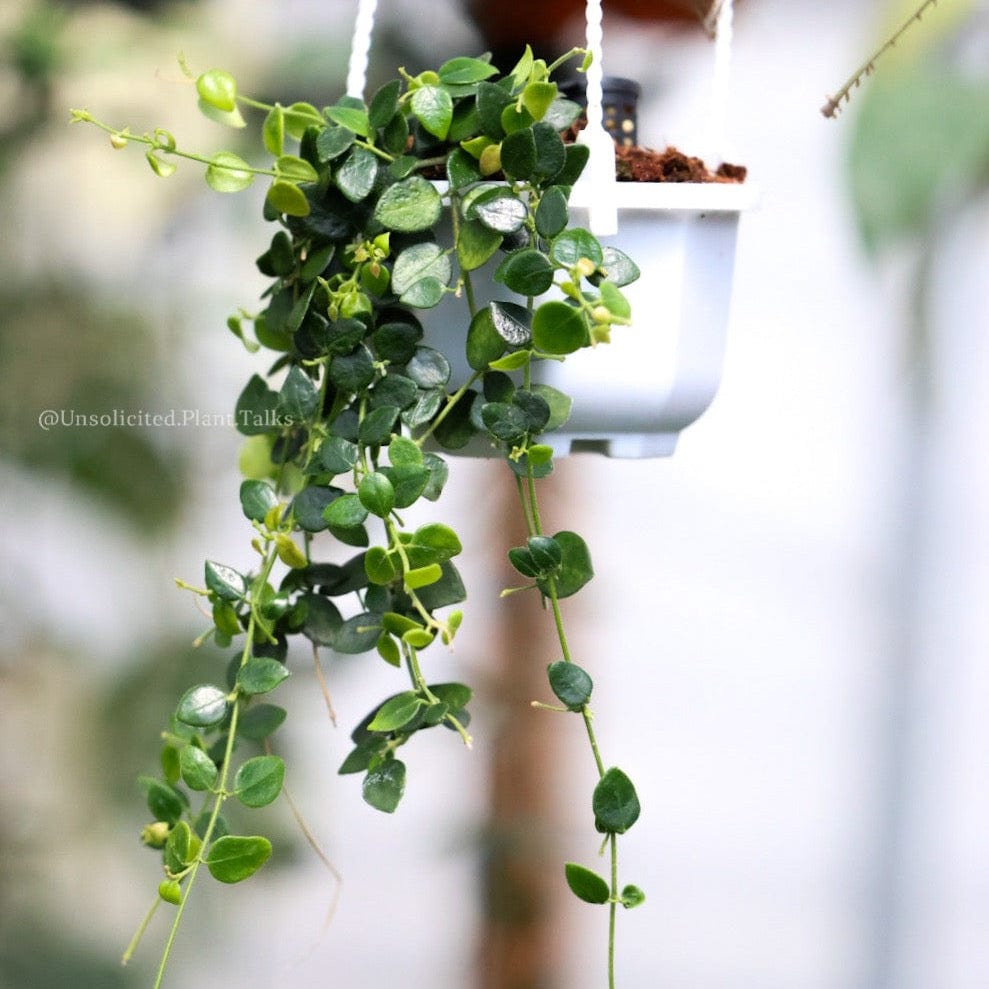 small hanging plant pots indoor small hanging pot (pack of 20) – Unsolicited Plant Talks