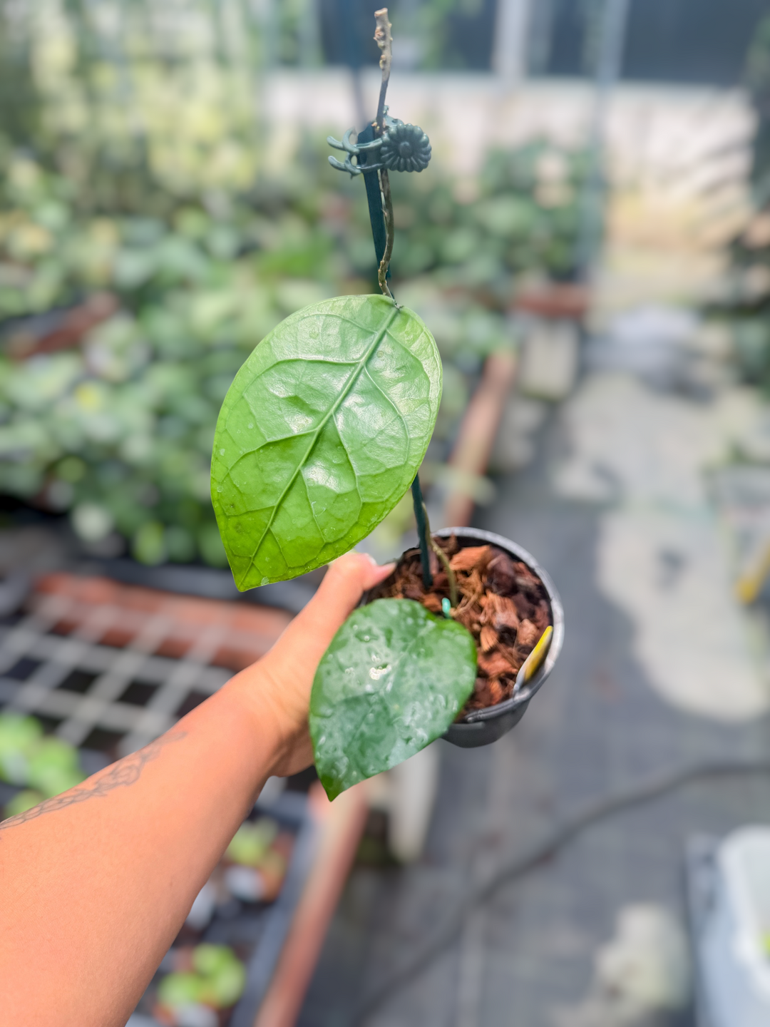 PS0743 - Hoya 'Green Apple' (Aceh)