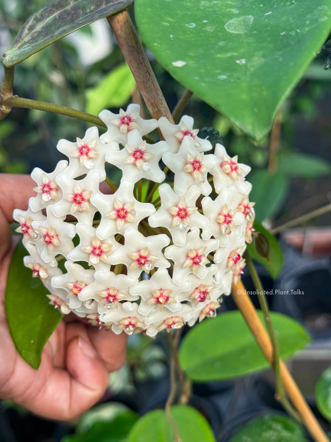 Hoya dasyantha (splash)