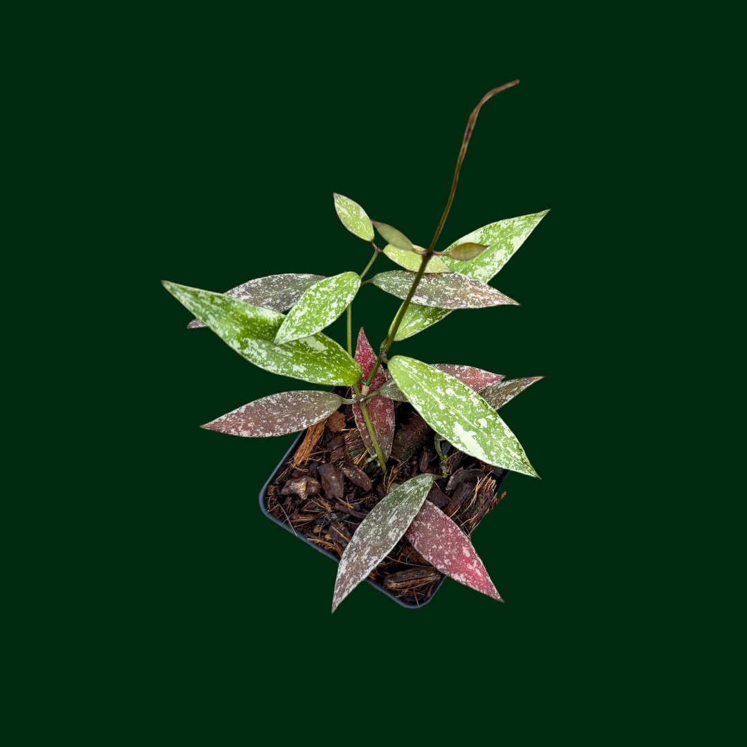 Hoya lacunosa (Red, EPC920)