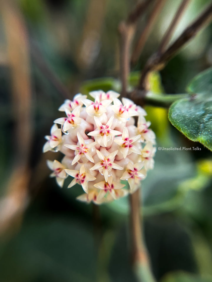 Trellised Hoya rintzii (Borneo)