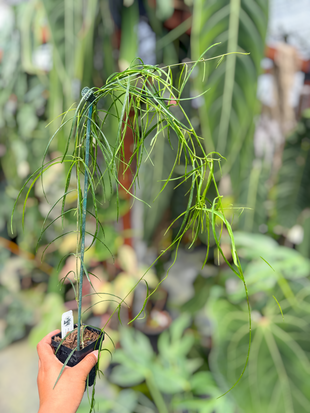 PS0481 - Hoya stenophylla