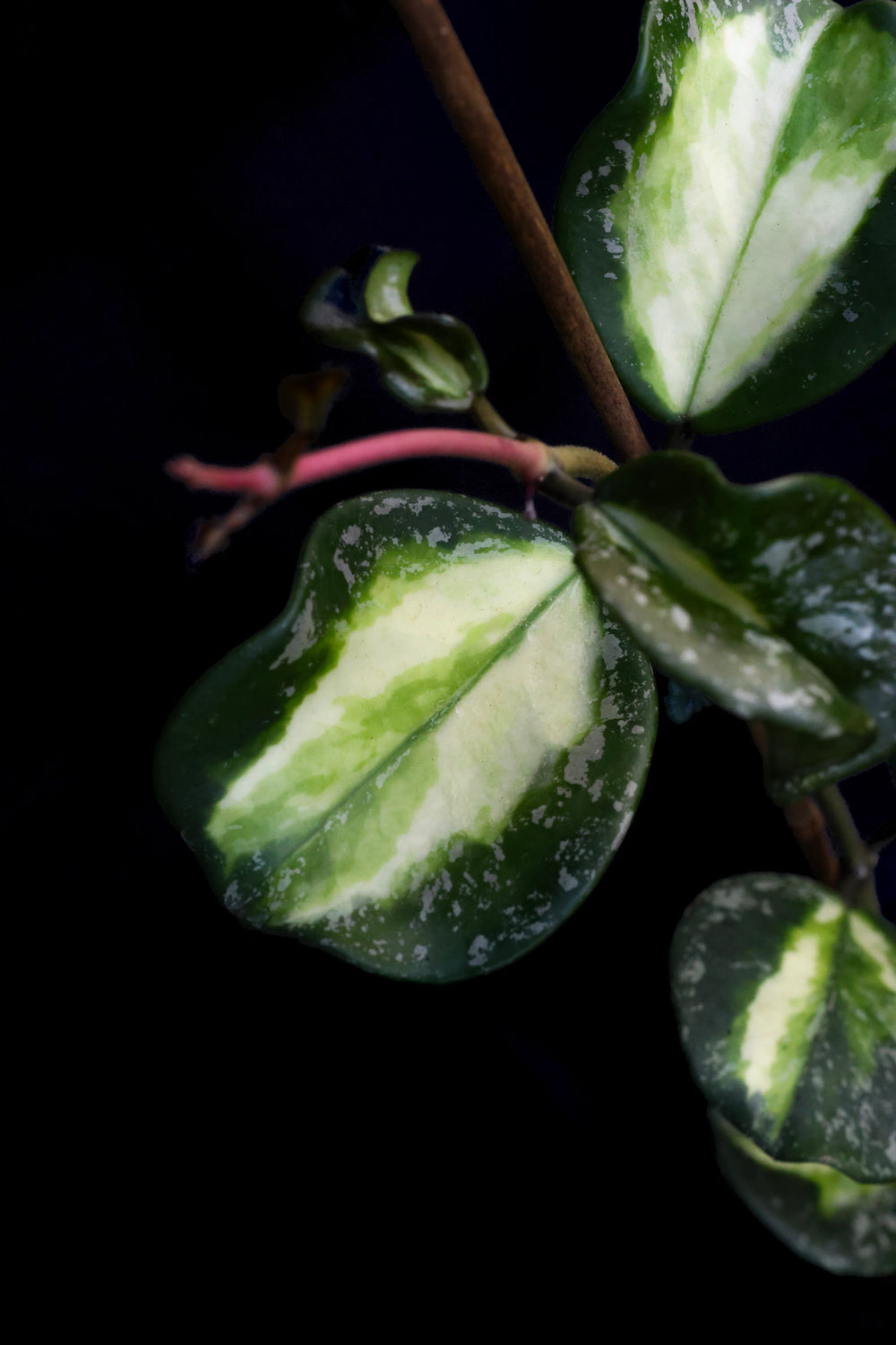 PS0450 - Hoya obovata (variegated, splash)