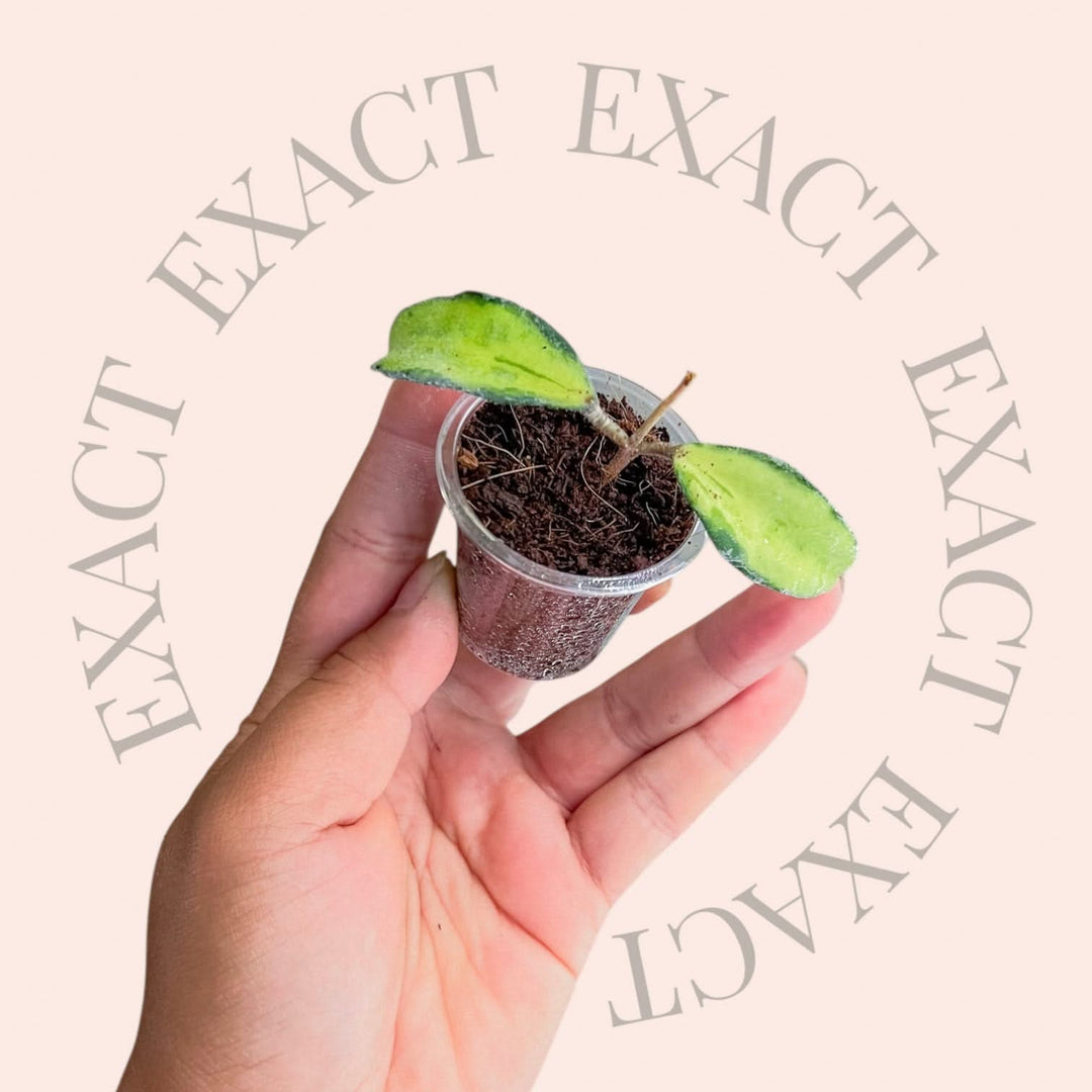 Hoya phuwuaensis (variegated)