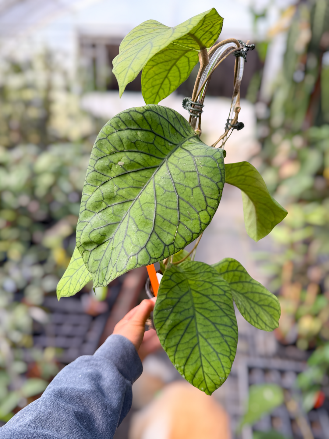 PS0496 - Hoya meredithii