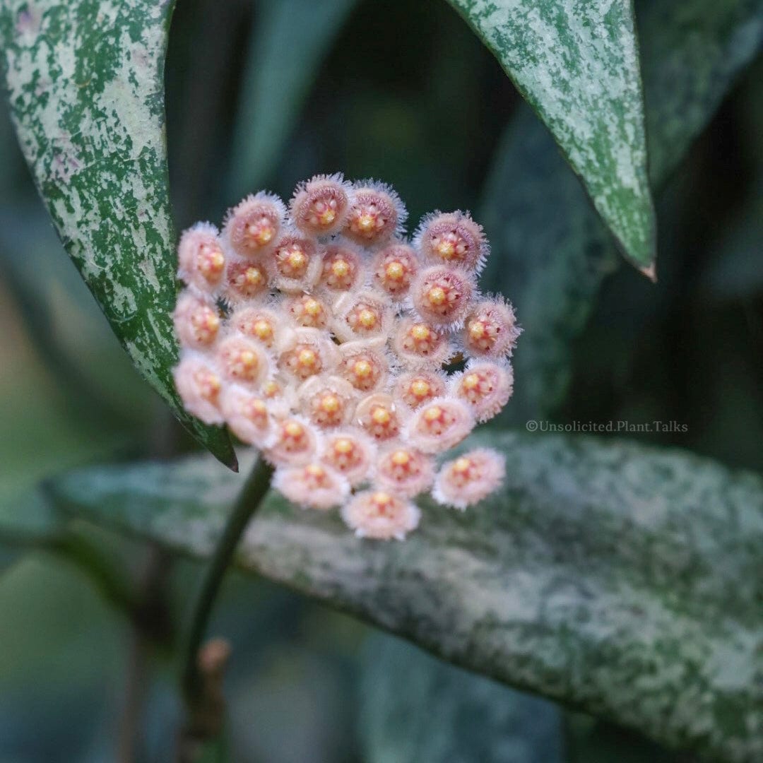 Rare Hoyas for Sale | Browse 70+ Rarest Hoya Species – Unsolicited Plant  Talks