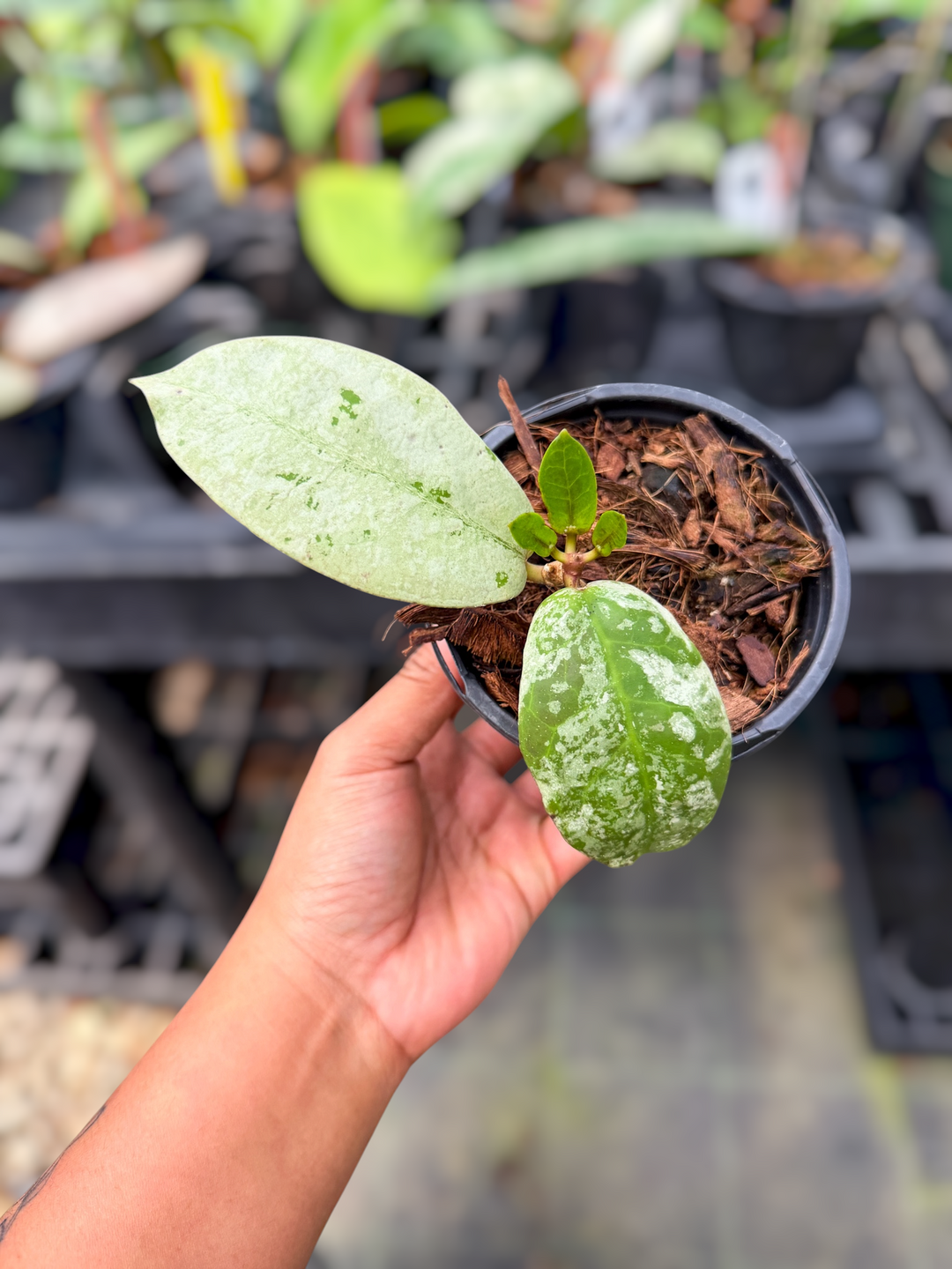 PS0482 - Hoya mitrata (silver)