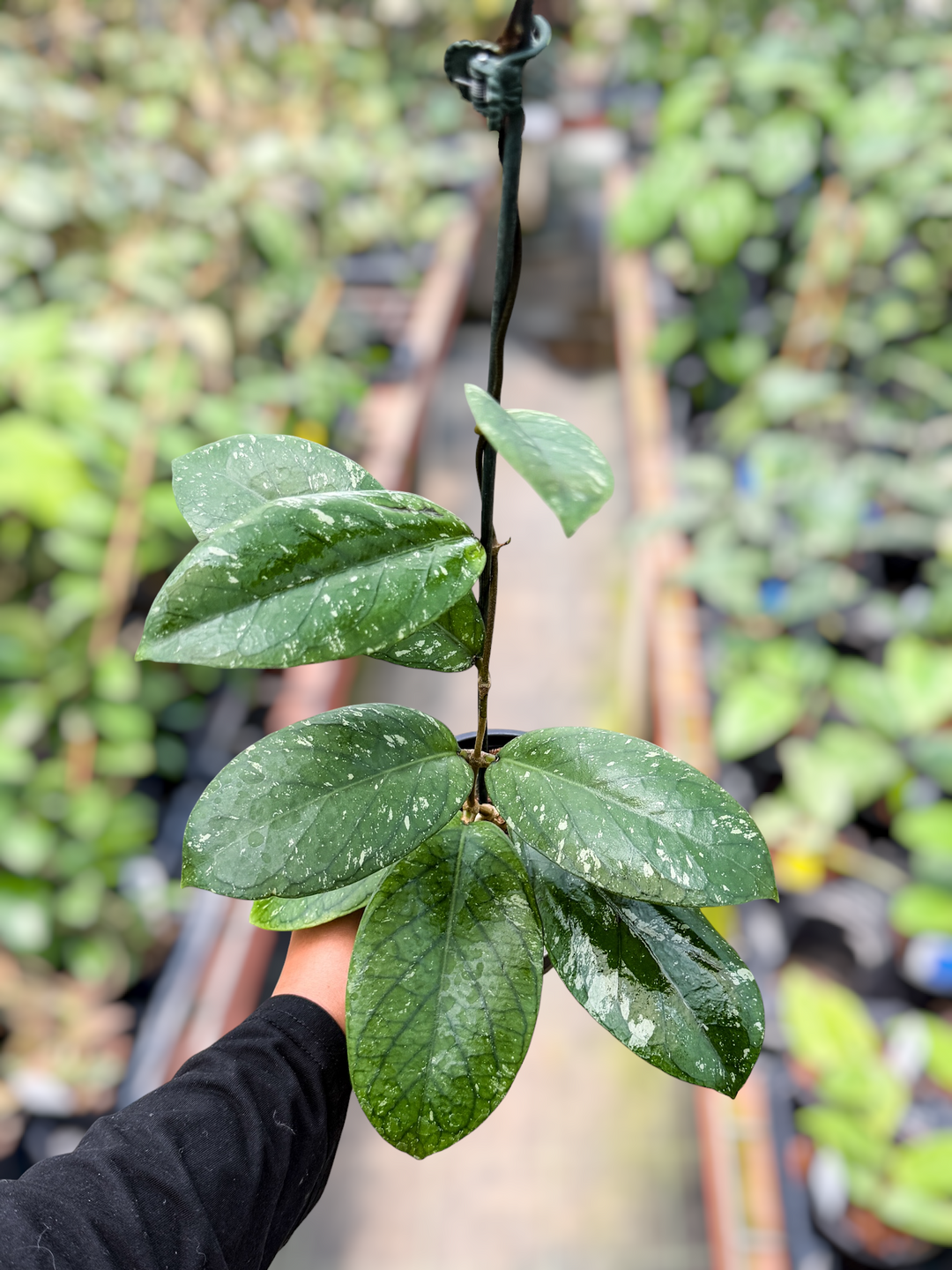 PS0611 - Hoya (NOID, non-UPT)