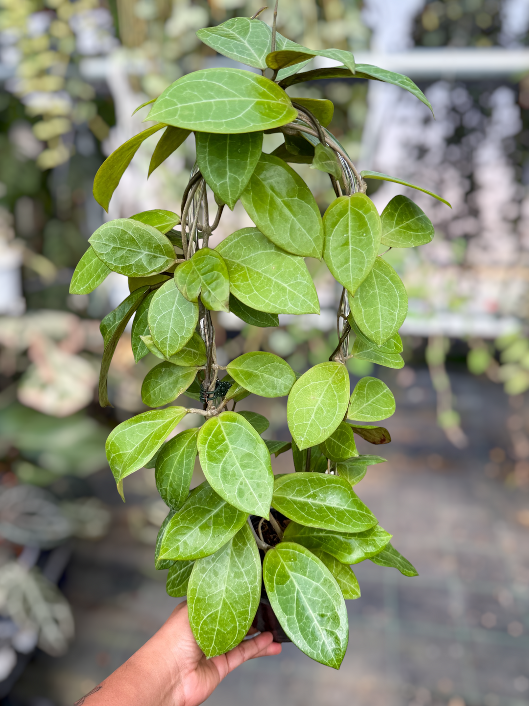 PS0497 - Hoya ‘Karaked 12’ (WRX32-12, UT033 x elliptica)