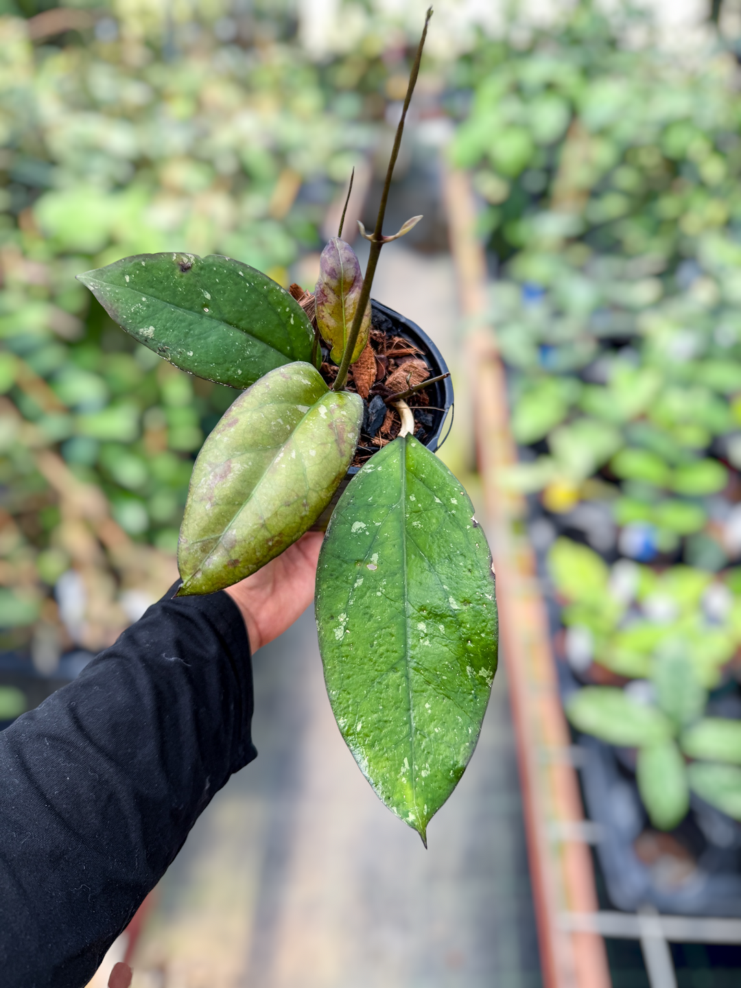 PS0613 - Hoya ‘Cereen’ (funky donor leaves)