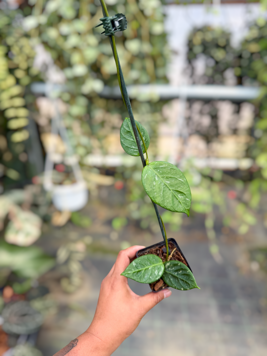 PS0478 - Hoya sp. (Lai Chau,  round leaves)