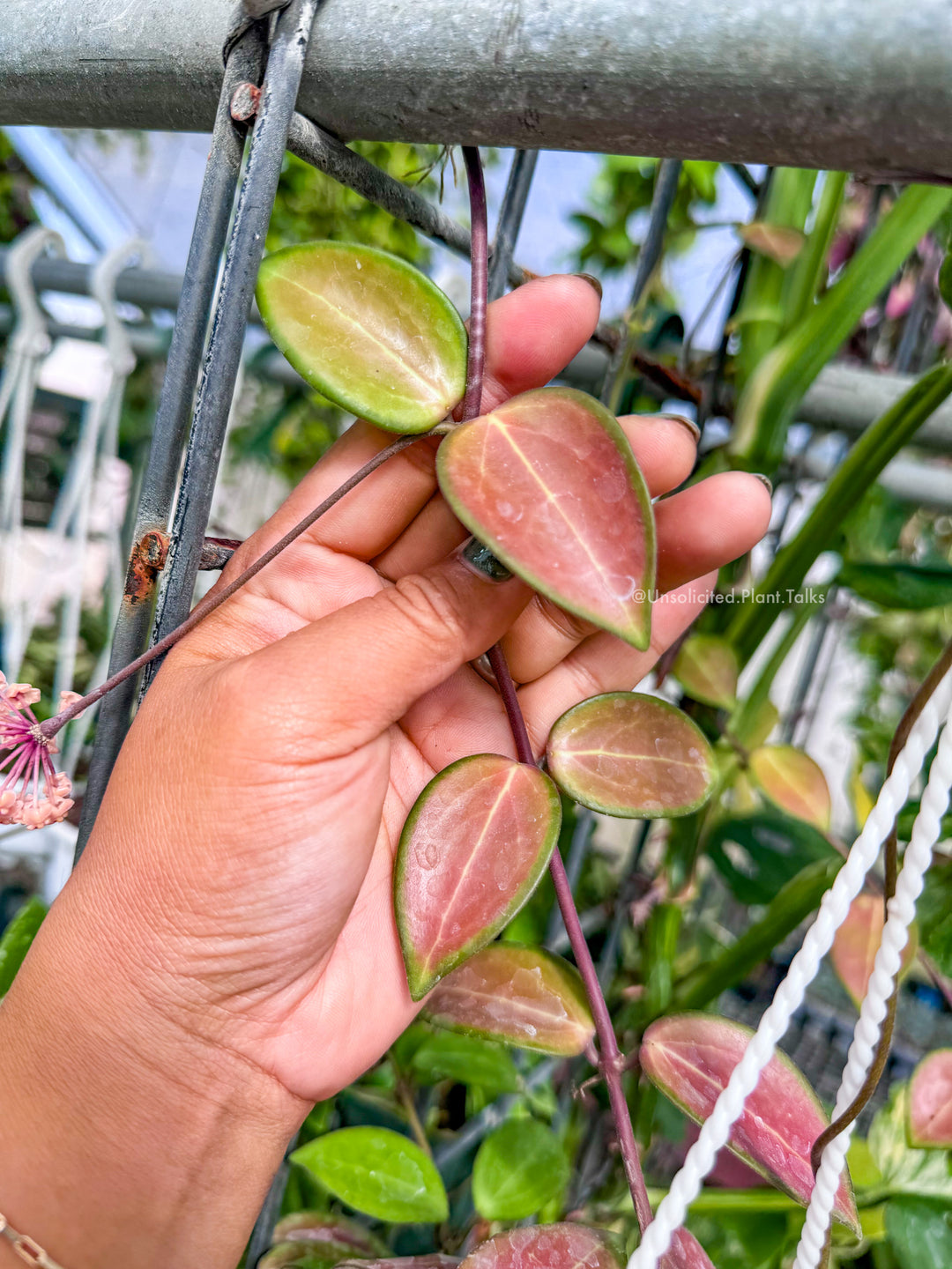 Hoya ‘Aramelon’ (UPT012)