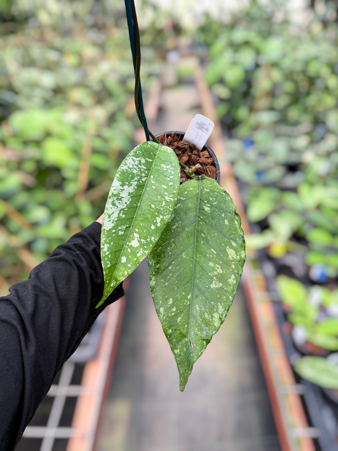 PS0609 - Hoya sp. (Aceh No8Bt1)