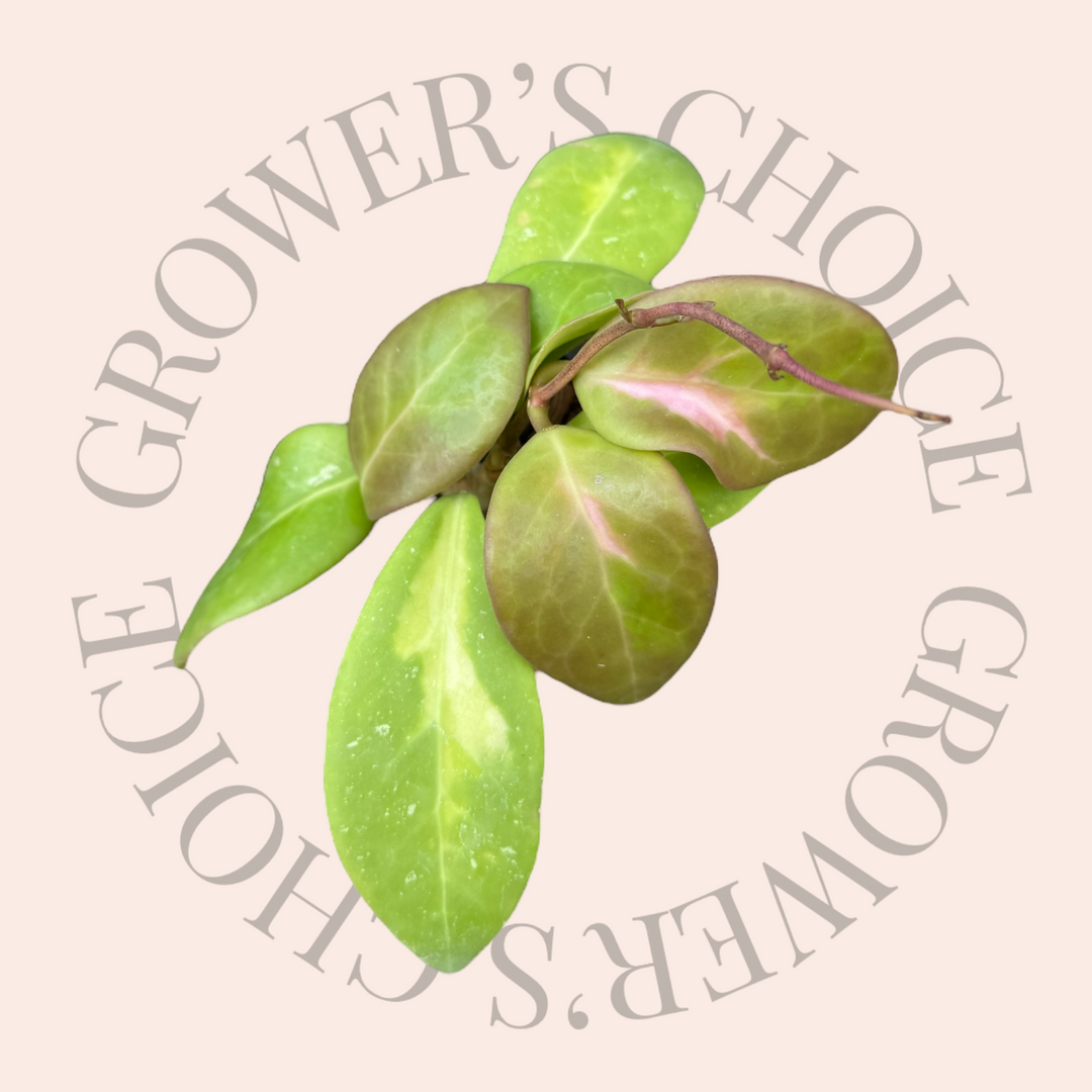 Hoya mindorensis (low variegation) - Grower’s Choice