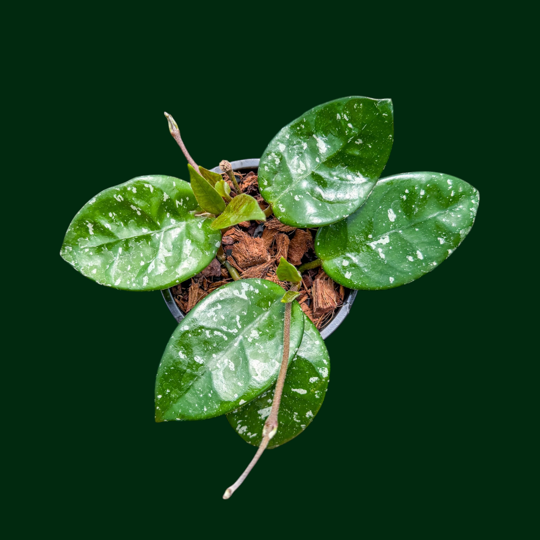 Hoya 'Heidi'