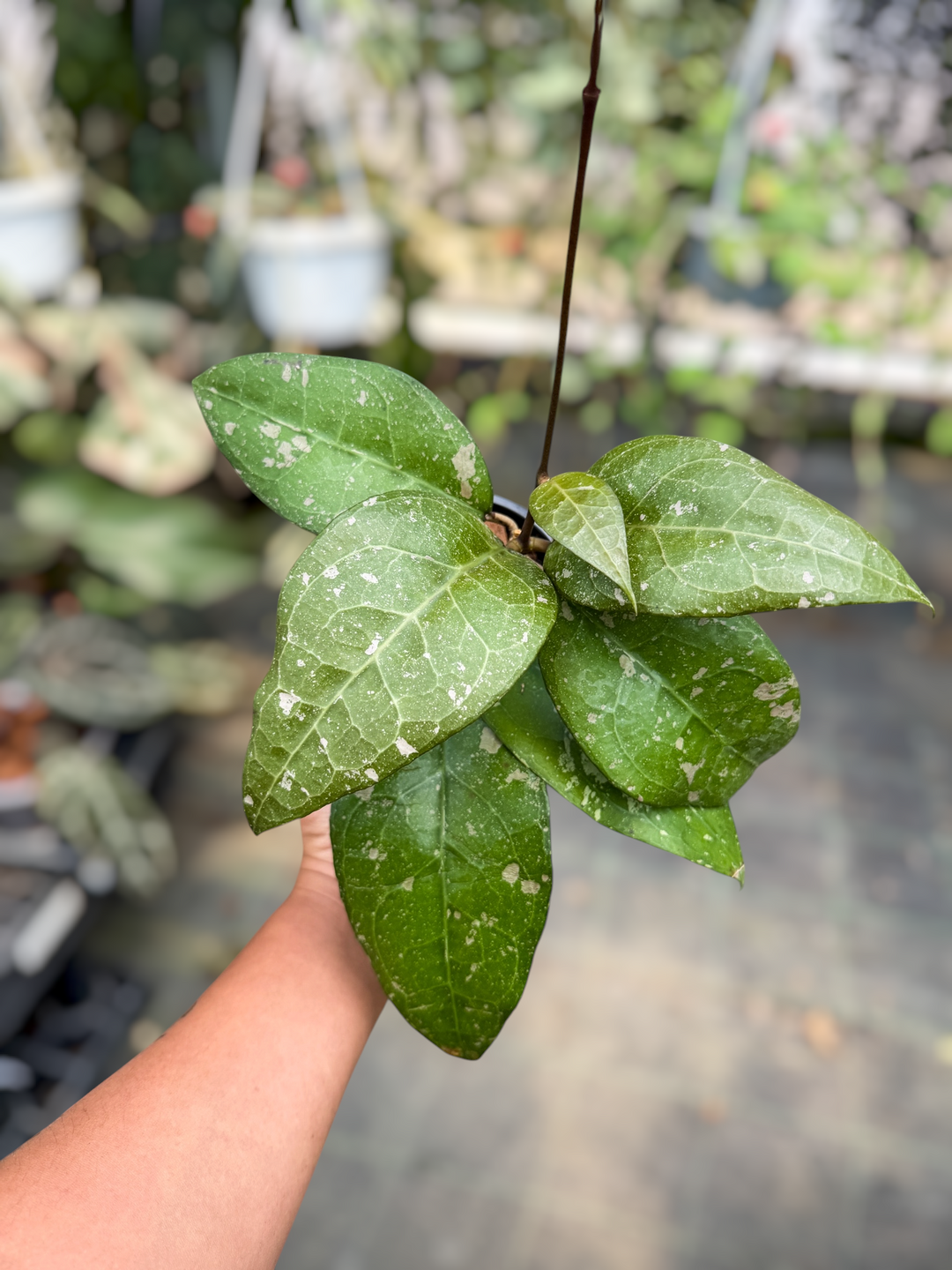 PS0487 - Hoya verticillata ‘Bird of Paradise’
