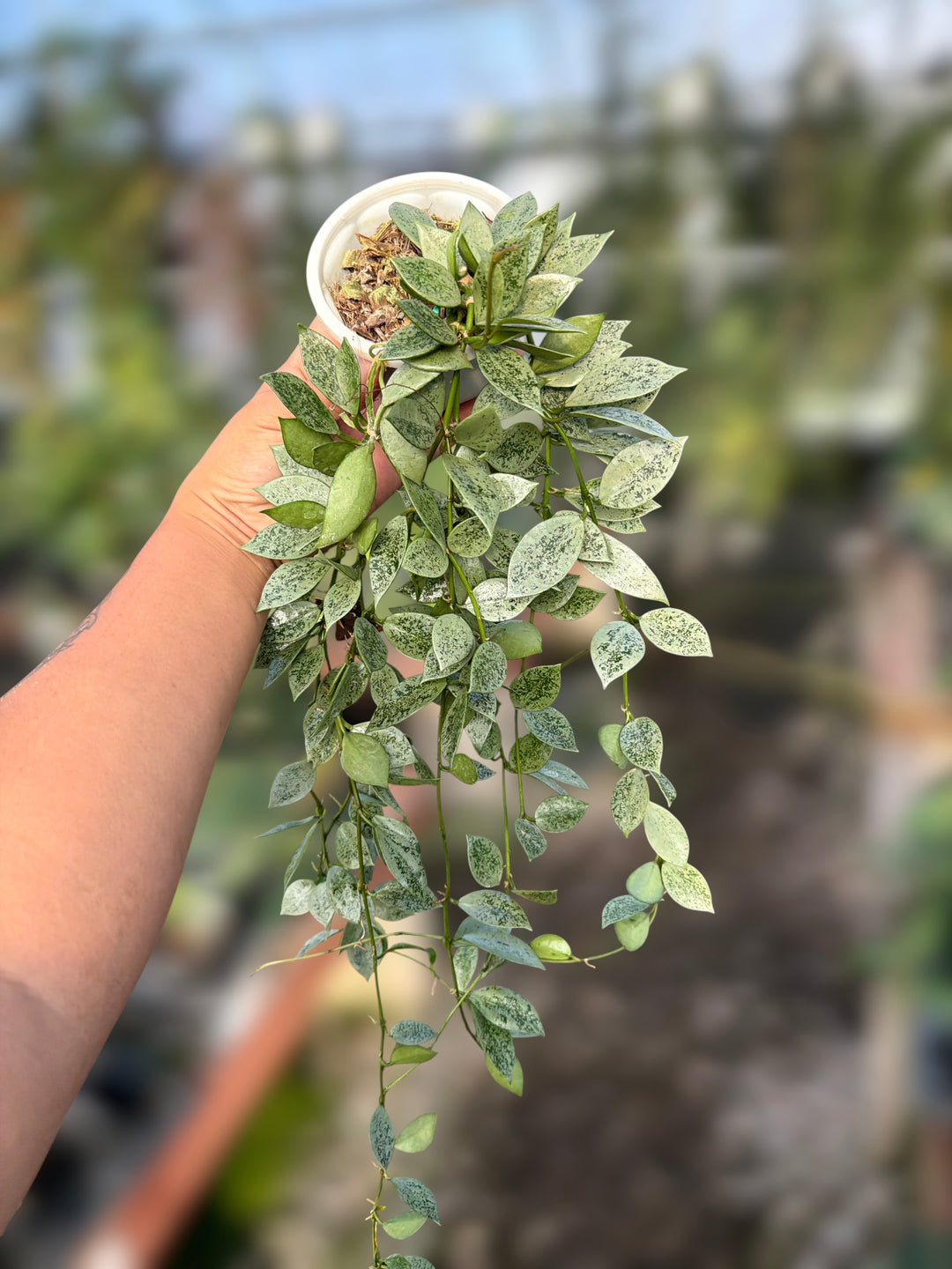 PS0176 - Hoya lacunosa ‘Leopard Skin’ (clone 1)