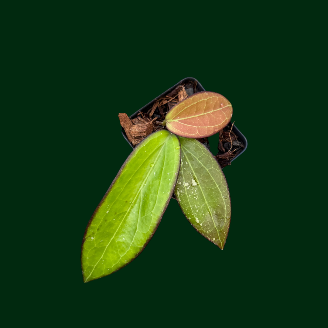 Hoya benguetensis ‘Maruja’