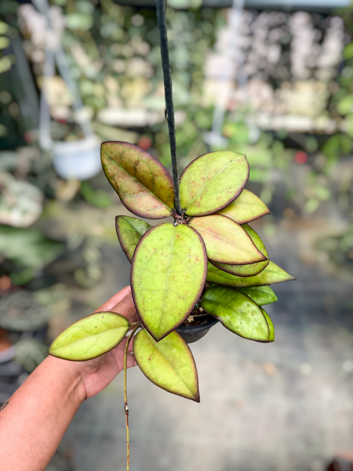 PS0127 - Hoya ‘Mayumi’ (UPT002)