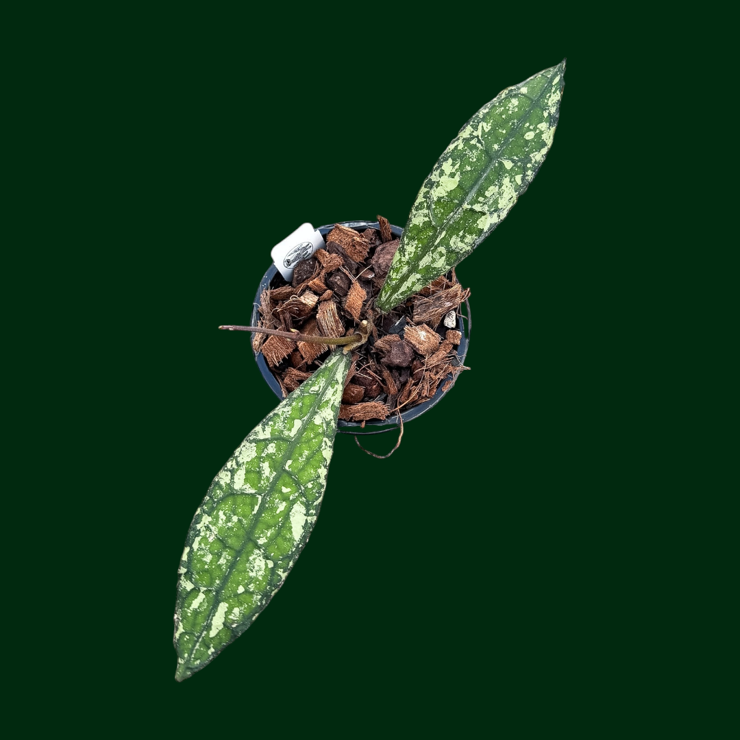 Hoya clemensiorum ‘Dragon Scale’
