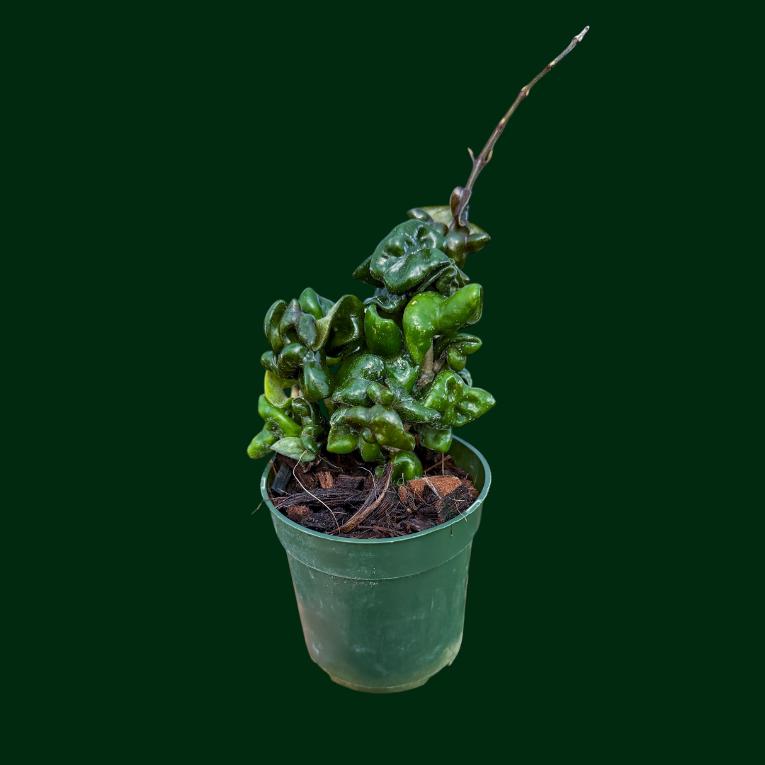 Hoya carnosa ‘Compacta’ (dark purple)
