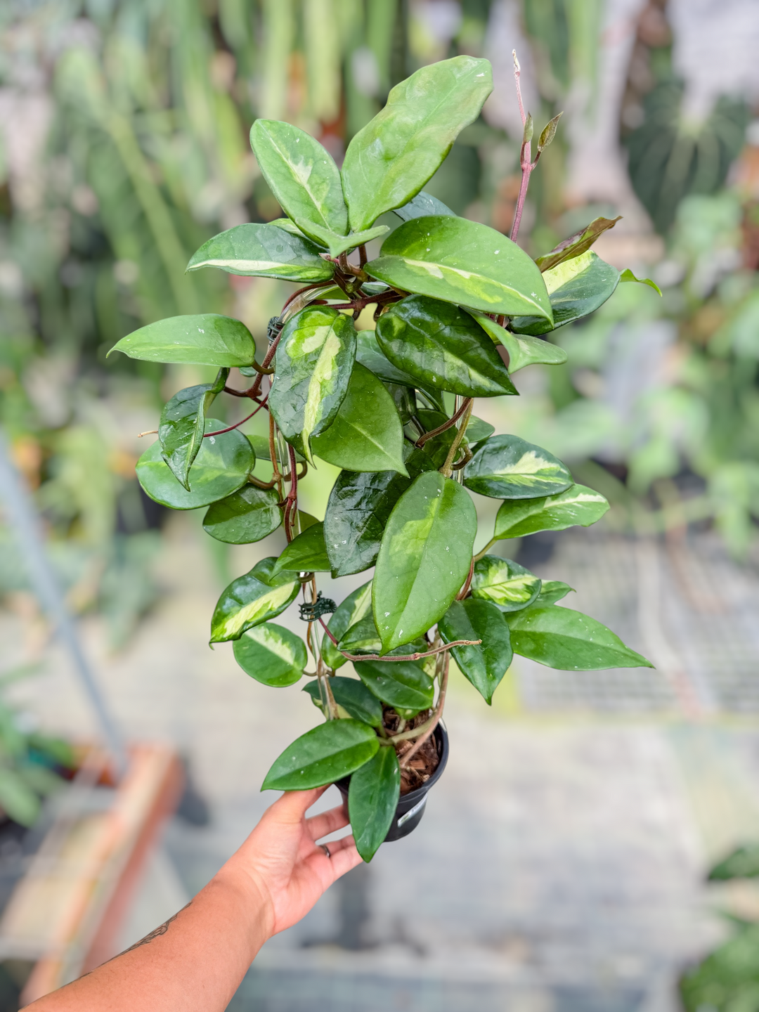 PS0720 - Hoya dasyantha ‘Momo’