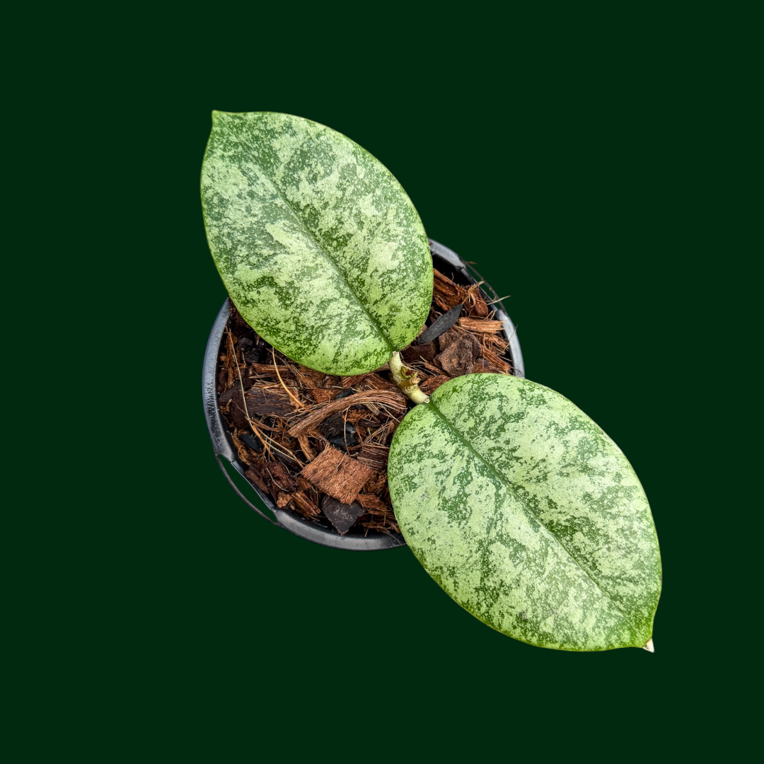 Hoya callistophylla (silver)