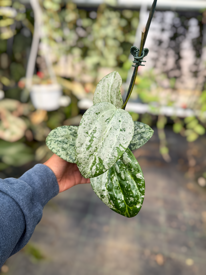 PS0492 - Hoya latifolia (MRH)