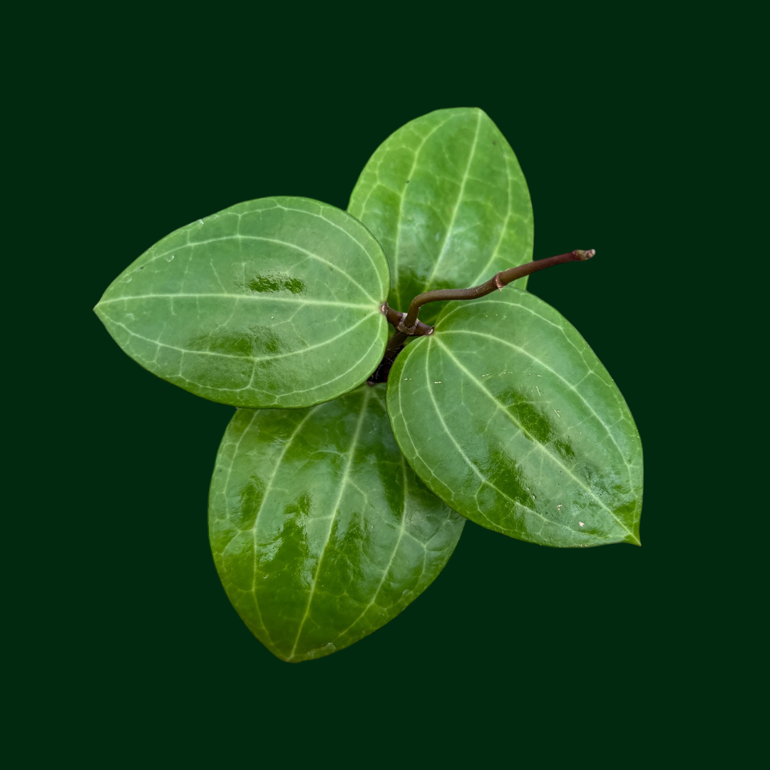 Hoya latifolia ‘Watermelon’