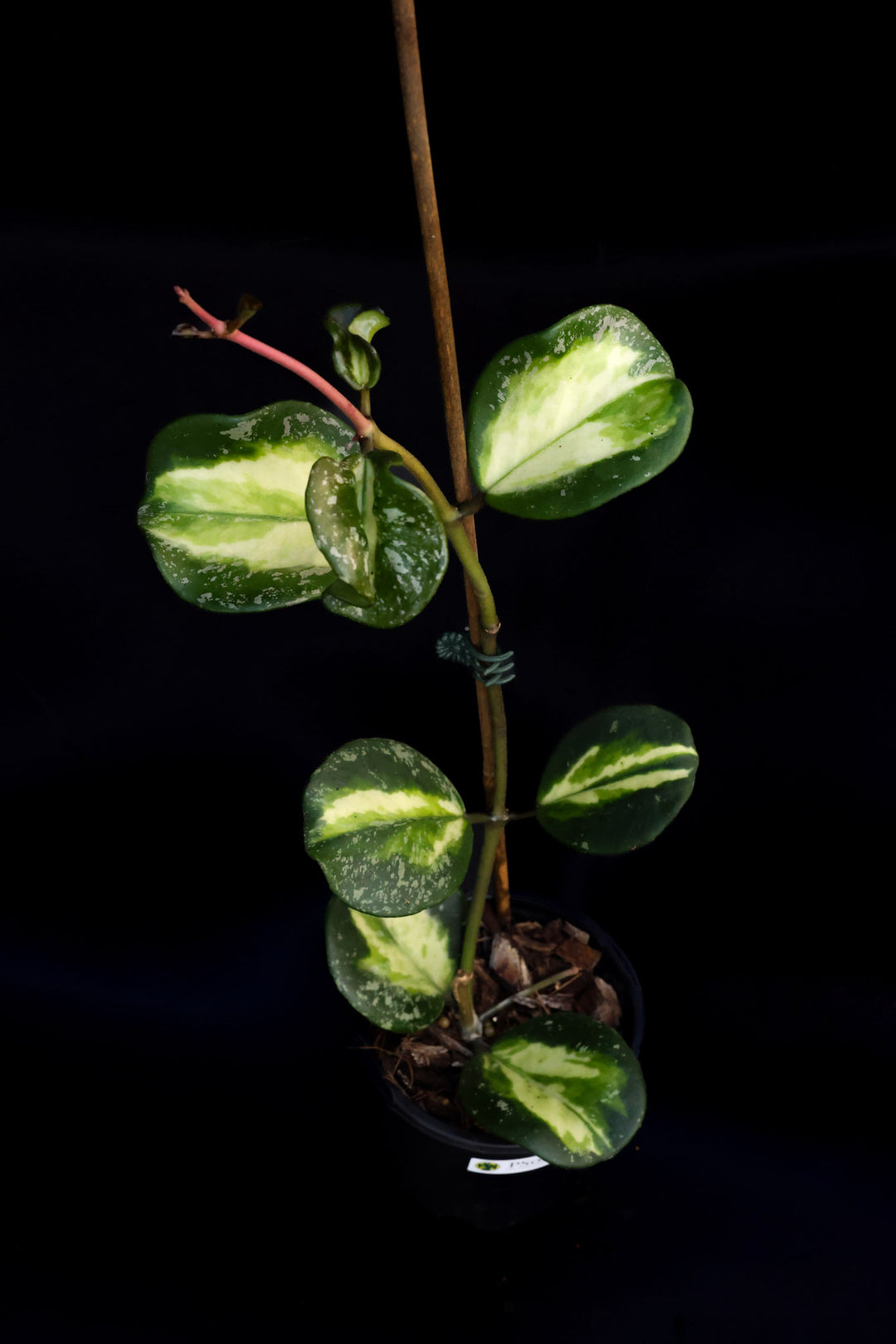 PS0450 - Hoya obovata (variegated, splash)