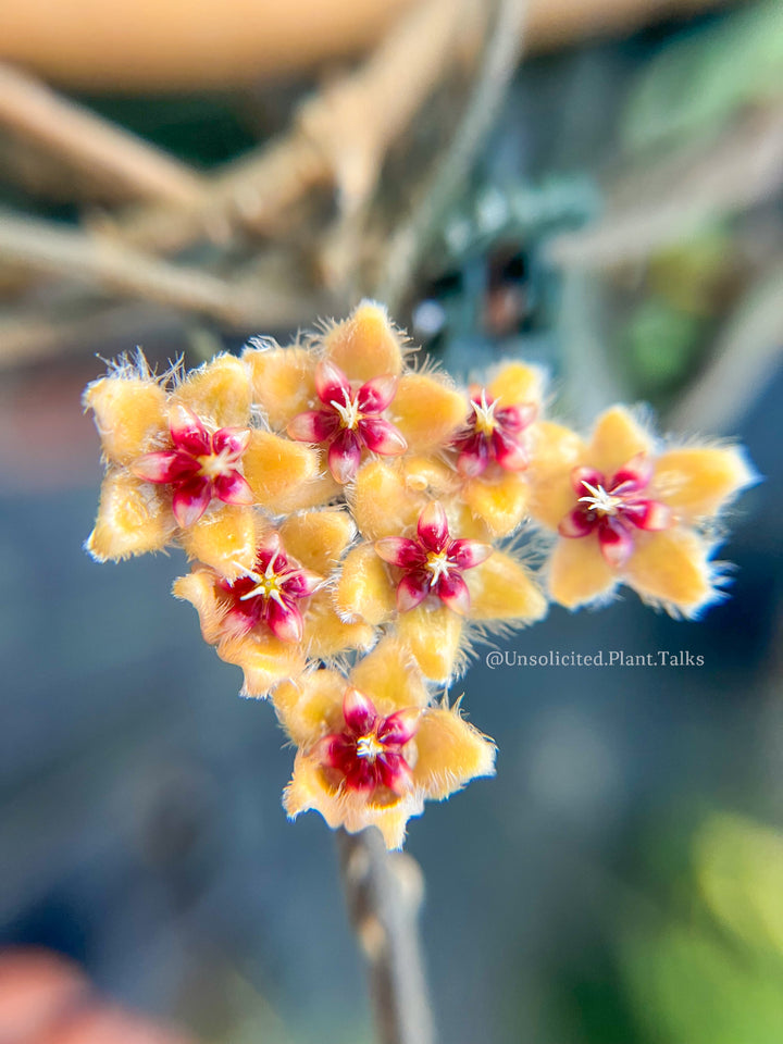 Hoya towutiensis (Silver)