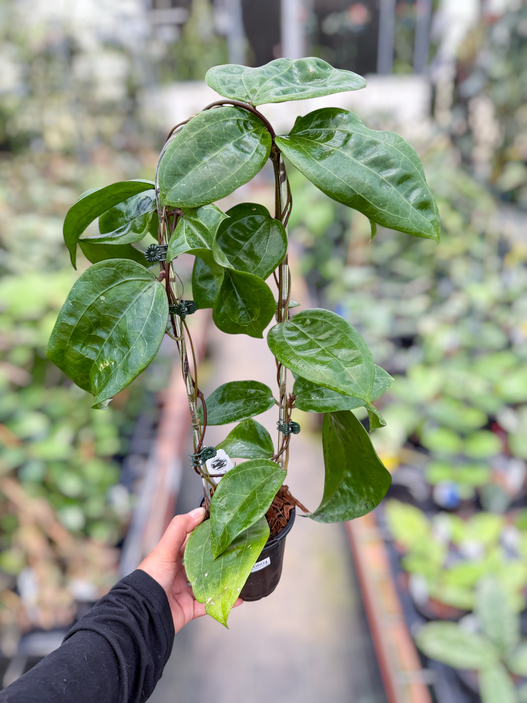 PS0604 - Trellised Hoya glabra (no red veins)