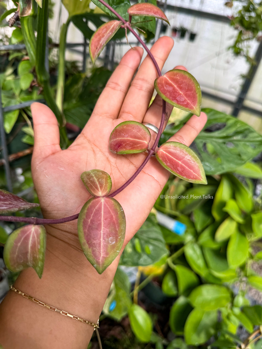 Hoya ‘Aramelon’ (UPT012)