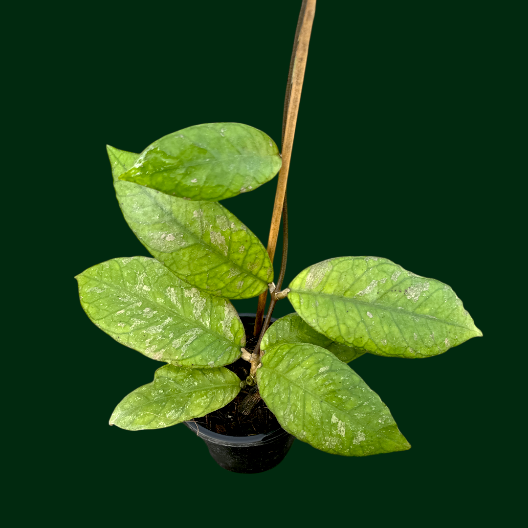 Hoya (previously vittelinoides)