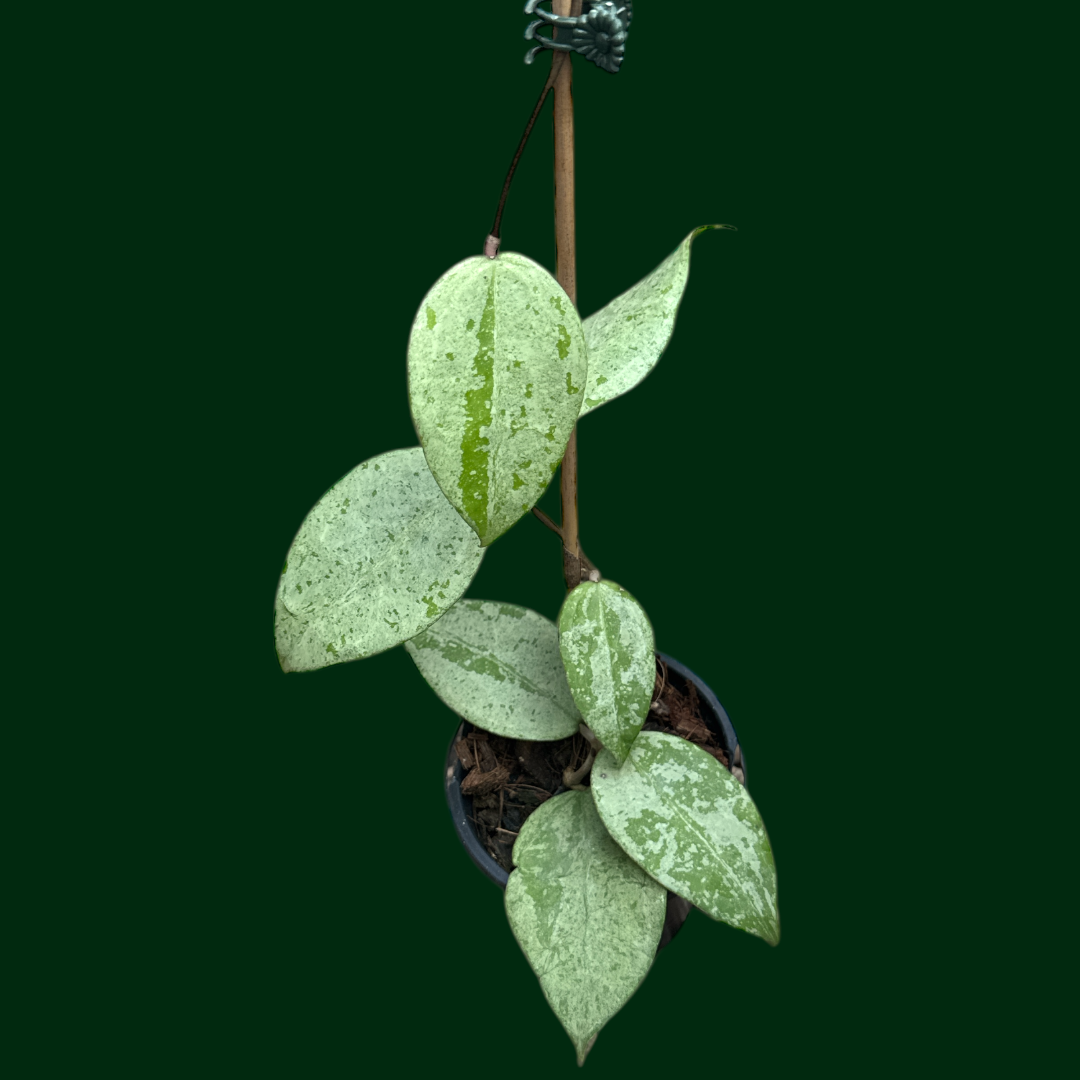 Hoya (KSB08 - silver)